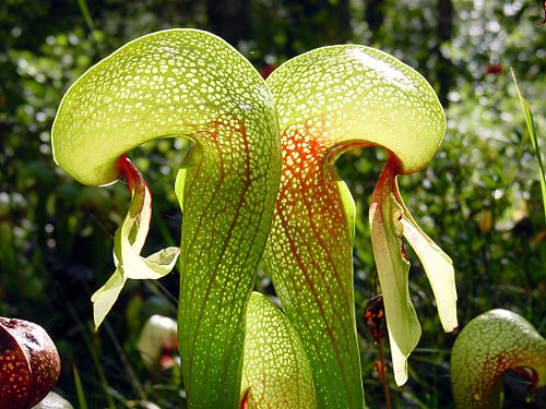 Darlingtonia californica